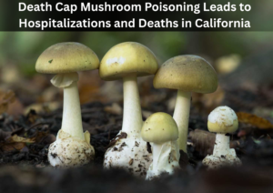 Deadly Mushroom Poisonings in California Spark Statewide Health Warnings